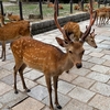 鹿と大仏とよもぎ餅