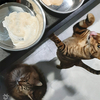 うちの猫さんがめちゃくちゃ可愛いんですけど！