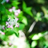 京都、天龍寺の紫陽花