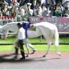 【結果】関東オークス（川崎競馬）