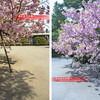 京都御苑・遅咲き八重桜たち