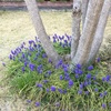 ムスカリと枝垂れ桜