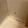 トイレに🕷️…「吉兆」？