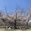 大阪城公園で花見