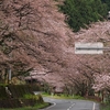 海津大崎、桜開花情報（2017年4月9日7時現在）