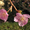 中央地区の桜、村富神社！