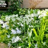 アリウム トリケトラムの開花