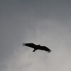 ヒメイヌワシ(Wahlberg&amp;#039;s Eagle)など