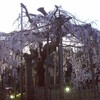 枝垂れ桜の老木