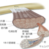 そうだね、筋肉だね③筋肥大のメカニズム