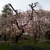 古刹の枝垂れ桜