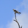 Black-shouldered Kite  オーストラリアカタグロトビ