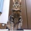 愛ちゃん風邪をひく；