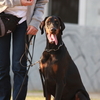 Today's dogs   - 今日の犬達