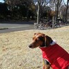 犬可店 adito 駒沢紅葉さんぽ