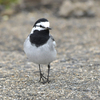 長崎の野鳥を紹介（２０１９　０５０１）その１