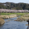 引地川親水公園のサクラ