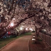 橿原市・剱池の夜桜２０２１年（３月下旬～４月上旬）