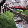 のんびりお花見♪　福島県の「公園の桜」＜中通り編＞13選