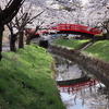 のんびりお花見♪　福島県の「公園の桜」＜中通り編＞16選