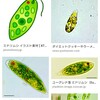 わーっ！ミドリムシみたいな