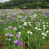 東村山花ショウブ鑑賞