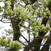 モミジの雄花と雌花