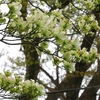 モミジの雄花と雌花