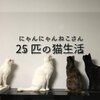 にゃんにゃんねこさん25匹の猫生活を紹介するにゃ