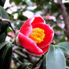  椿に桜に梅桃