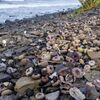 ウニなどのDNAから未知の毒素を発見　昨年10月のカムチャツカ沿岸の赤潮被害