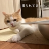 雨田甘夏、激写です。【猫とパパラッチと待機事情】