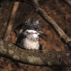 ２０１２年野鳥回顧カレンダー