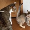 子猫の「るぅちゃん」がやってきた！