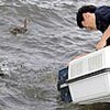 野生に還れ、保護のカルガモ放鳥（島根県）