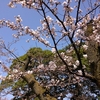 お花見に行って桜を眺め、屋台で色々買って食べる