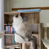 本棚に猫ベッドを設置。本日も活発ふくちゃん。