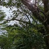 １１２５０回目のブログ更新　これから雨予報
