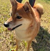 おらの11月