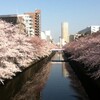 目黒川の桜並木（2015.3.31）