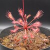 Drosera affinis (Apr.2022)