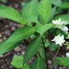 もう一つの山紫陽花とシクラメンの種と