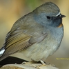 Rufous-gorgeted Flycatcher ノドグロヒタキ (北インドの鳥その12)