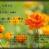 誕生花　４月２日