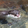 高知県立のいち動物公園（1）『カワウソ』