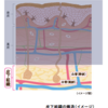 身体の生理機能