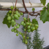 The Kyoho grapes have set fruit.