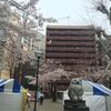 豊島区の桜