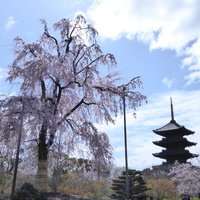 東寺お守り おみくじ勢ぞろい 招き猫や愛染明王みくじにペットお守り 弘法大師御朱印もゲット 京都ぶらり散歩 グルメ手帖 東寺お守り おみくじ勢ぞろい 招き猫や愛染明王みくじにペットお守り 弘法大師御朱印もゲット 京都ぶらり散歩 グルメ手帖
