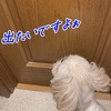 勝手についてきたのにね(^^;)